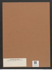 Diatomeae indet. Zeichnungen Sammlung Grunow Mappe 02727 (Herbarium_W_Grunow_drawings_Folder_02727)